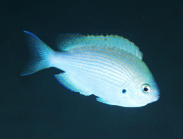 Teixeirichthys jordani